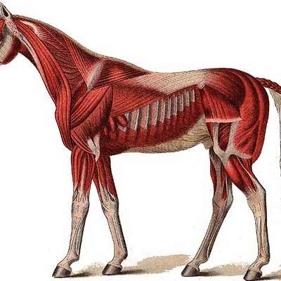 Horse Muscle Diagram